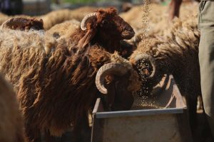 وزارة الزراعة التركية تجهز 5 ملايين أضحية لذبحها خلال عيد الاضحى 8