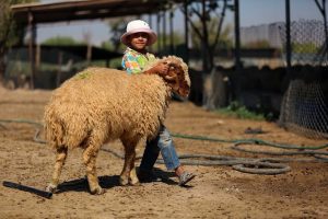 وزارة الزراعة التركية تجهز 5 ملايين أضحية لذبحها خلال عيد الاضحى 6