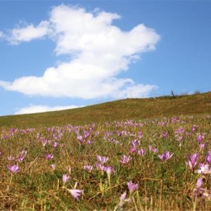 عسل "الأنزر" التركي .. شفاء بسعر الذهب 8