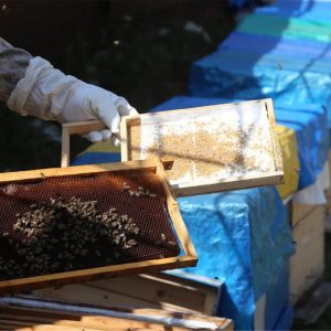 عسل "الأنزر" التركي .. شفاء بسعر الذهب 6