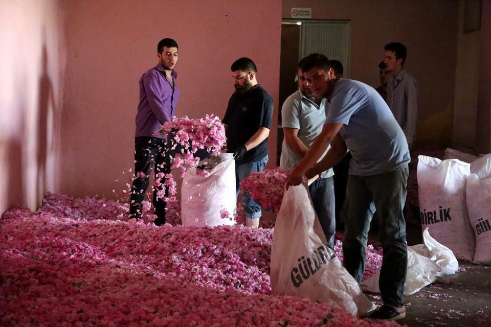 13876136_1069998186429584_4098055277286333742_n