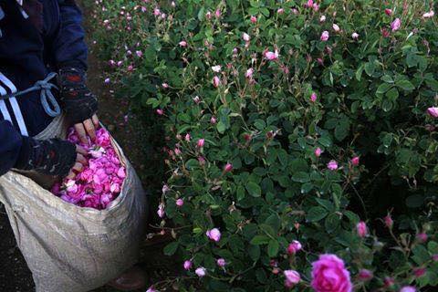 13932751_1069998213096248_1232965251512209627_n