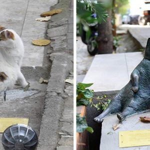 سرقة تمثال قطة إسطنبول الشهيرة “تومبيلي “