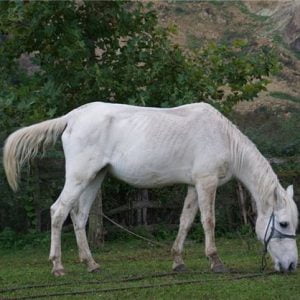 "أوردو".. "زاوية الجنة" على أرض تركيا 17