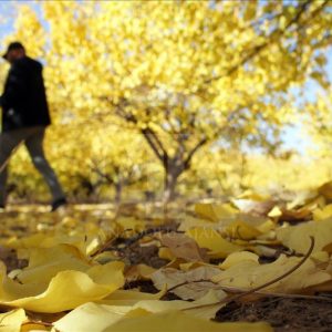 مدينة ملاطية التركية "عاصمة المشمش العالمية" 5