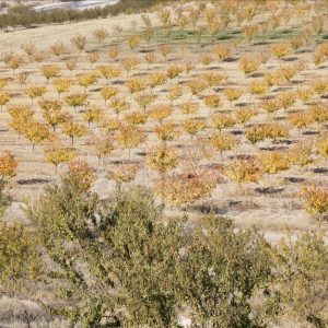 مدينة ملاطية التركية "عاصمة المشمش العالمية" 3