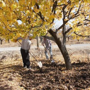 مدينة ملاطية التركية "عاصمة المشمش العالمية" 1