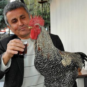 الديك “تشيللي”.. أول من يقرأ قصائد رفيق دربه “شلبي”