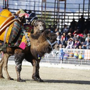 بالصور انطلاق أكبر مسابقة مصارعة جمال في منطقة المتوسط بمدينة أنطاليا التركية 3