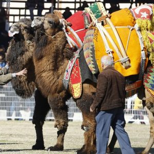بالصور انطلاق أكبر مسابقة مصارعة جمال في منطقة المتوسط بمدينة أنطاليا التركية 7