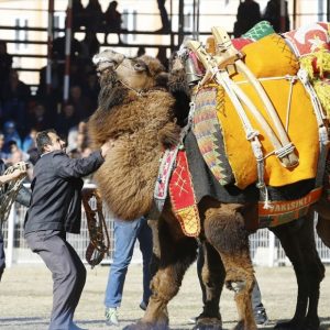 بالصور انطلاق أكبر مسابقة مصارعة جمال في منطقة المتوسط بمدينة أنطاليا التركية 9
