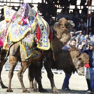 بالصور انطلاق أكبر مسابقة مصارعة جمال في منطقة المتوسط بمدينة أنطاليا التركية 15