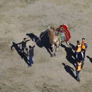 بالصور انطلاق أكبر مسابقة مصارعة جمال في منطقة المتوسط بمدينة أنطاليا التركية 19