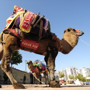 بالصور انطلاق أكبر مسابقة مصارعة جمال في منطقة المتوسط بمدينة أنطاليا التركية 21