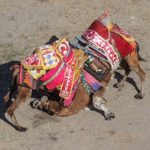 بالصور انطلاق أكبر مسابقة مصارعة جمال في منطقة المتوسط بمدينة أنطاليا التركية 31