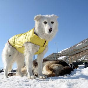 شرقي تركيا.. الكلاب أيضاً ترتدي المعاطف في الشتاء