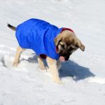 شرقي تركيا.. الكلاب أيضاً ترتدي المعاطف في الشتاء 6 شرقي تركيا.. الكلاب أيضاً ترتدي المعاطف في الشتاء 5