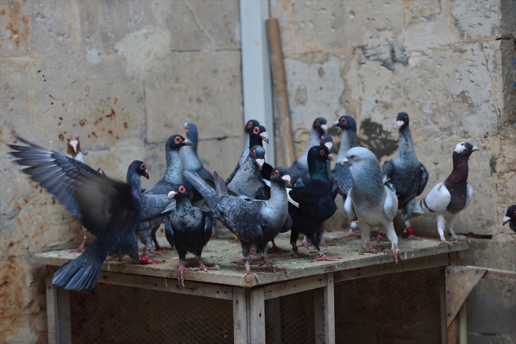 بكاميرات مراقبة.. تركي يحرس الحمام 6 بكاميرات مراقبة.. تركي يحرس الحمام 5