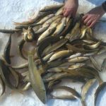 بالصور :صيد السمك بطريقة الاسكمو في شمال شرق تركيا 11