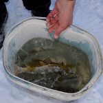 بالصور :صيد السمك بطريقة الاسكمو في شمال شرق تركيا 13