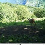 أرتفين التركية .. 80 كاميرا تختلس لقطات "مذهلة" لحيوانات نادرة 1