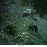 أرتفين التركية .. 80 كاميرا تختلس لقطات "مذهلة" لحيوانات نادرة 3