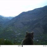 أرتفين التركية .. 80 كاميرا تختلس لقطات "مذهلة" لحيوانات نادرة 5