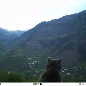 أرتفين التركية .. 80 كاميرا تختلس لقطات “مذهلة” لحيوانات نادرة