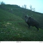 أرتفين التركية .. 80 كاميرا تختلس لقطات "مذهلة" لحيوانات نادرة 7