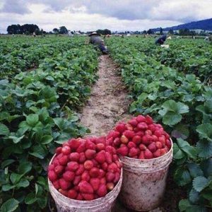 في تركيا مزرعة فراولة لكلّ عائلة نازحة!
