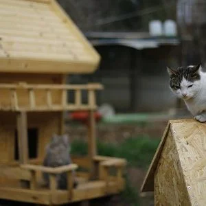 في انطاليا التركية للقطط قرية