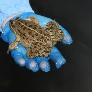 “أرجل الضفادع” التركية تغزو مطاعم فرنسا