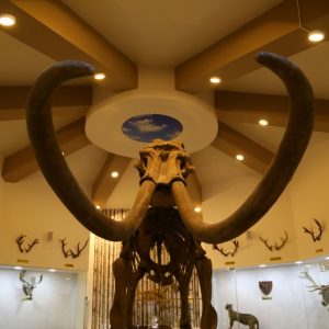 "متحف الطبيعة" بعنتاب التركية يستحضر عالم الحيوانات المنقرضة 1