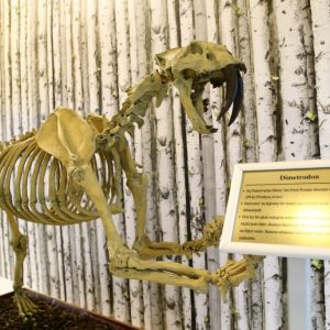 "متحف الطبيعة" بعنتاب التركية يستحضر عالم الحيوانات المنقرضة 3