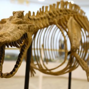 "متحف الطبيعة" بعنتاب التركية يستحضر عالم الحيوانات المنقرضة 5