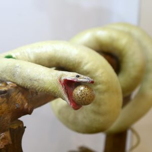 "متحف الطبيعة" بعنتاب التركية يستحضر عالم الحيوانات المنقرضة 7