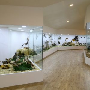 "متحف الطبيعة" بعنتاب التركية يستحضر عالم الحيوانات المنقرضة 9