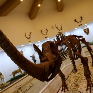 "متحف الطبيعة" بعنتاب التركية يستحضر عالم الحيوانات المنقرضة 11