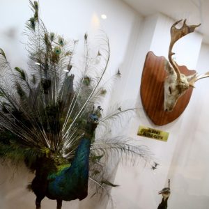 "متحف الطبيعة" بعنتاب التركية يستحضر عالم الحيوانات المنقرضة 13