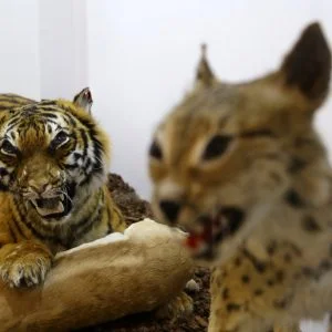 “متحف الطبيعة” بعنتاب التركية يستحضر عالم الحيوانات المنقرضة