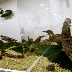 "متحف الطبيعة" بعنتاب التركية يستحضر عالم الحيوانات المنقرضة 17