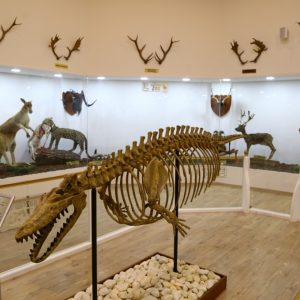 "متحف الطبيعة" بعنتاب التركية يستحضر عالم الحيوانات المنقرضة 19