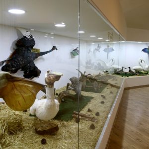 "متحف الطبيعة" بعنتاب التركية يستحضر عالم الحيوانات المنقرضة 21