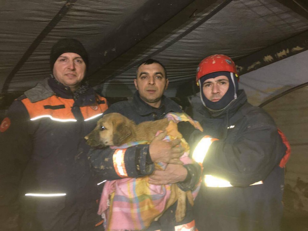 باستخدام الروبوتات.. إنقاذ جرو ساقط في بئر بعد 11 يوما باسطنبول 4 باستخدام الروبوتات.. إنقاذ جرو ساقط في بئر بعد 11 يوما باسطنبول 3