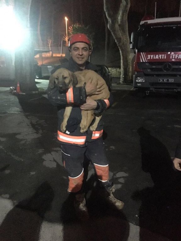 باستخدام الروبوتات.. إنقاذ جرو ساقط في بئر بعد 11 يوما باسطنبول 6 باستخدام الروبوتات.. إنقاذ جرو ساقط في بئر بعد 11 يوما باسطنبول 5