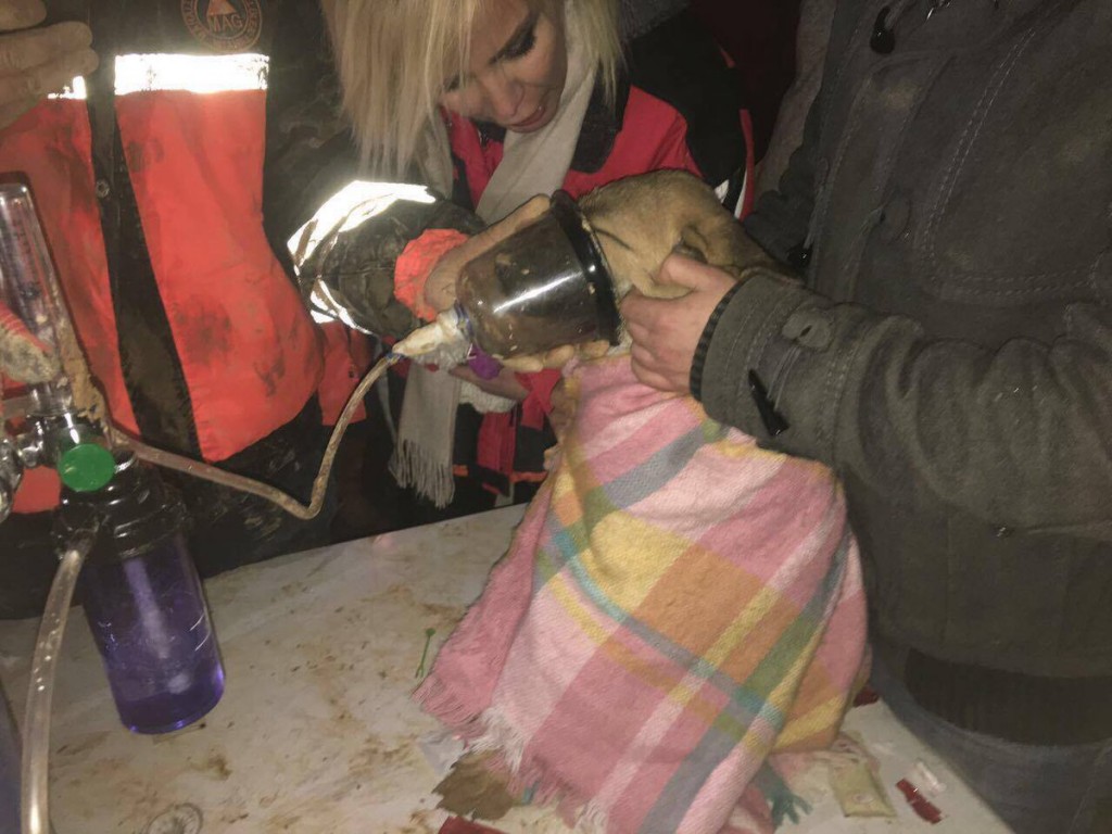 باستخدام الروبوتات.. إنقاذ جرو ساقط في بئر بعد 11 يوما باسطنبول 2 باستخدام الروبوتات.. إنقاذ جرو ساقط في بئر بعد 11 يوما باسطنبول 1