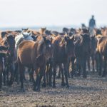 الخيول البرية في جبل "إرجييس" التركية.. مركز استقطاب محبي التصوير 6 الخيول البرية في جبل "إرجييس" التركية.. مركز استقطاب محبي التصوير 5