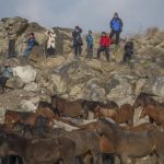 الخيول البرية في جبل "إرجييس" التركية.. مركز استقطاب محبي التصوير 14 الخيول البرية في جبل "إرجييس" التركية.. مركز استقطاب محبي التصوير 13