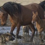 الخيول البرية في جبل "إرجييس" التركية.. مركز استقطاب محبي التصوير 2 الخيول البرية في جبل "إرجييس" التركية.. مركز استقطاب محبي التصوير 1