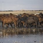 الخيول البرية في جبل "إرجييس" التركية.. مركز استقطاب محبي التصوير 8 الخيول البرية في جبل "إرجييس" التركية.. مركز استقطاب محبي التصوير 7